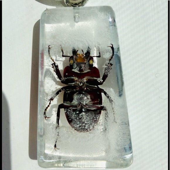 Natural beetle in acrylic resin keychain - Picture 2 of 8